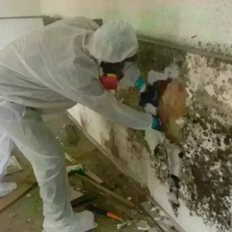 Mold Remediation and Removal in Red Lake County, MN